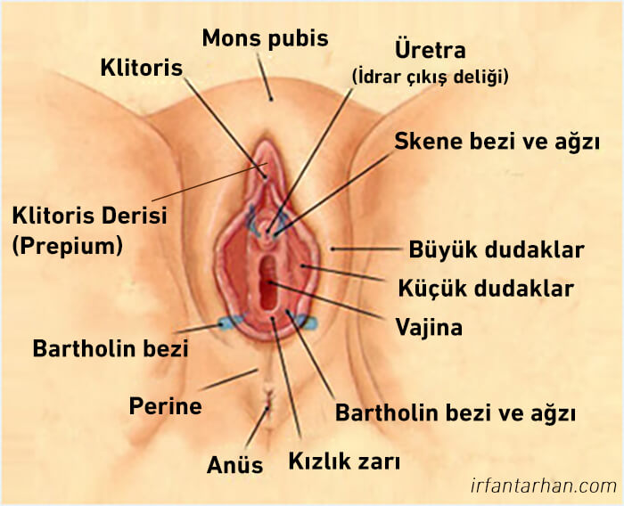 kızlık zarı nedir