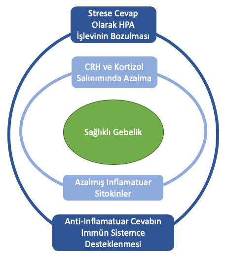 Annenin gebelikte strese cevabı