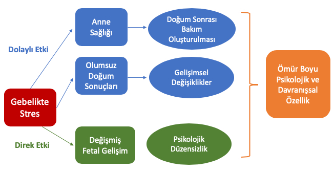 Gebelikte stresin dolaylı etkisi