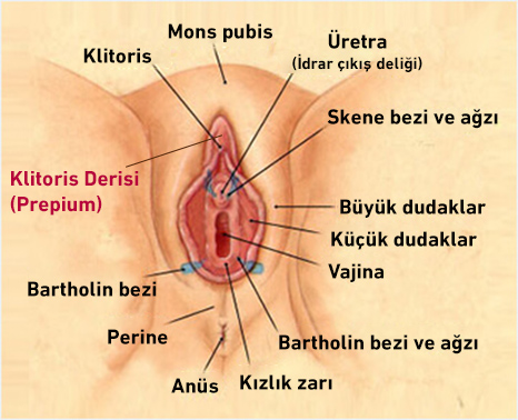Klitoris Derisi Prepium