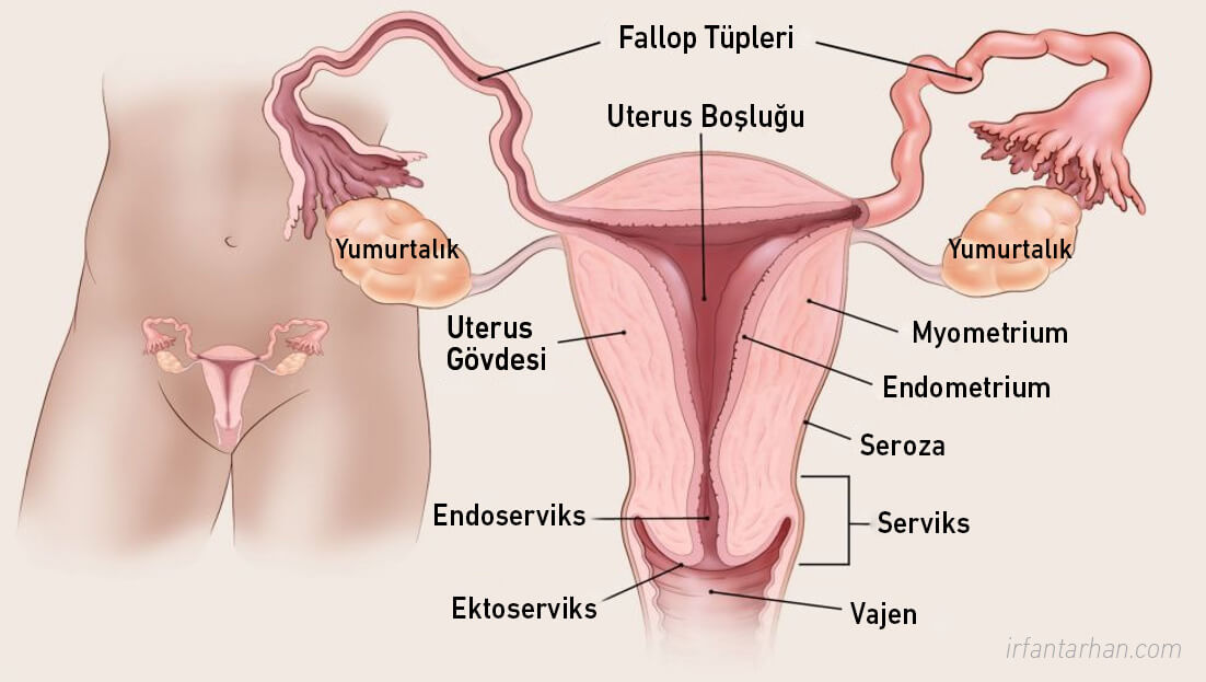 Rahim (Endometrium) Kanseri