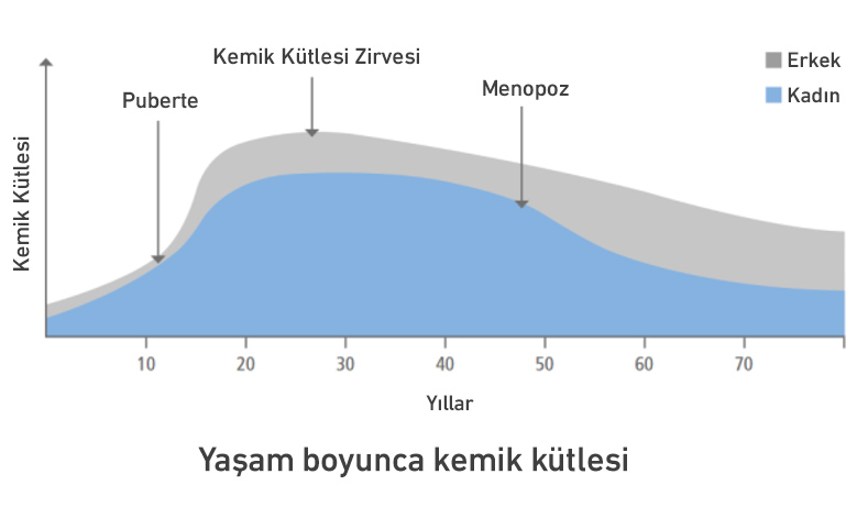 yaşam boyunca kemik kütlesi