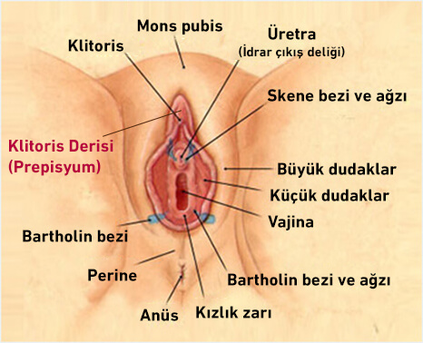 Klitoris Estetiği