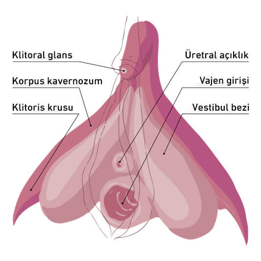 q shot orgazm aşısı