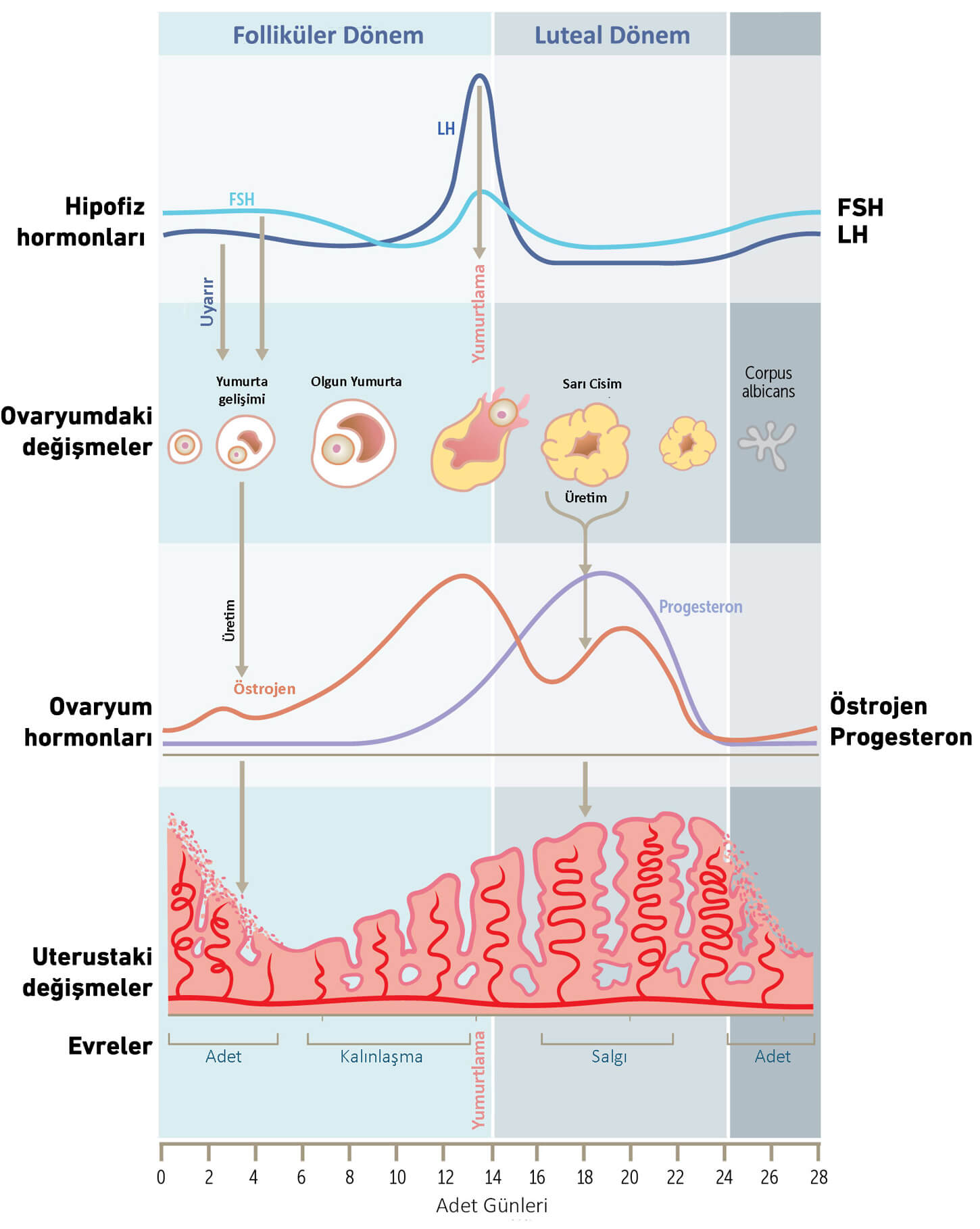 menstruasyon periyodu